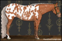 Horse Color:Silver Bay Near Leopard Rabicano 