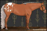Horse Color:Chocolate Silver Bay Appaloosa 