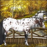 Horse Color:White Spotted Brown Appaloosa Rabicano