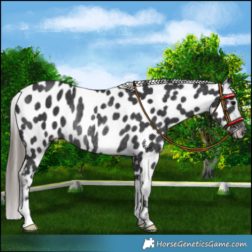 Horse Color:Black Appaloosa Rabicano 