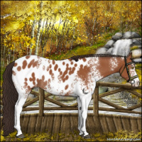 Horse Color:White Spotted Bay Appaloosa Rabicano