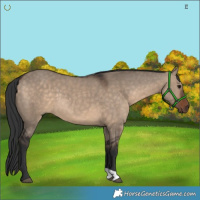 Horse Color:Brown Dun 