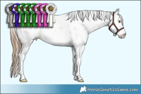 Horse Color:Liver Chestnut Pearl Sabino 