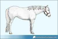 Horse Color:Chocolate Palomino Pearl Sabino 