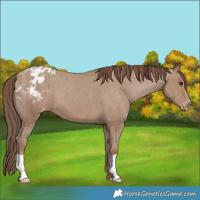 Horse Color:Classic Champagne Appaloosa 