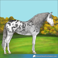 Horse Color:Black Splash Appaloosa 