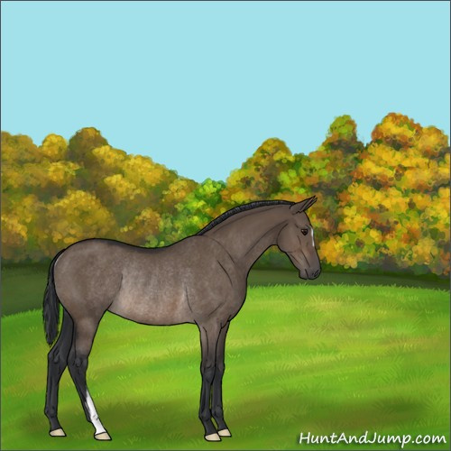 Horse Color:Brown Dun Rabicano 