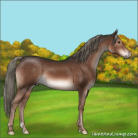 Horse Color:Liver Chestnut Mushroom 
