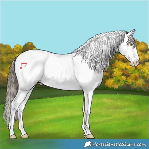 Horse Color:Sable Champagne Splash Tobiano Appaloosa 