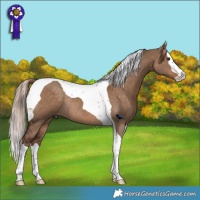 Horse Color:Liver Red Dun Splash Tobiano Rabicano