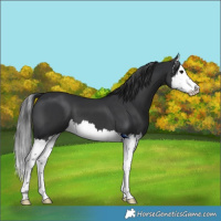 Horse Color:Black Splash