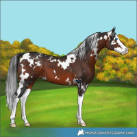 Horse Color:White Spotted Brown Splash 