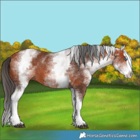 Horse Color:White Spotted Bay Splash 