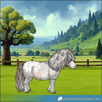 Horse Color:White Spotted Bay Appaloosa