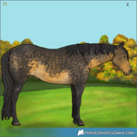 Horse Color:Buckskin 