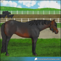 Horse Color:Brown 