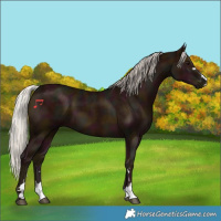 Horse Color:Midnight Silver Black 