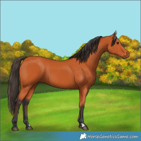 Horse Color:Bay 