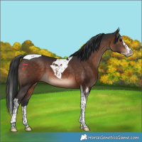 Horse Color:Brown Splash Tobiano 
