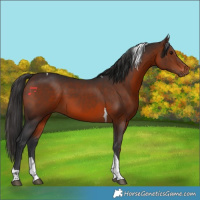 Horse Color:Brown Tobiano 