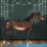 Horse Color:Brown Tobiano Rabicano