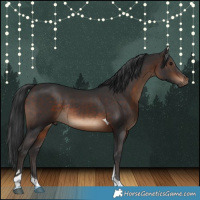Horse Color:Brown Tobiano Rabicano 