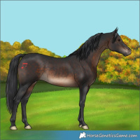 Horse Color:Brown Rabicano 