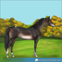 Horse Color:Brown Tobiano Rabicano