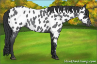 Horse Color:Blue Roan Near Leopard 