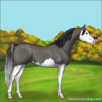 Horse Color:Grullo Splash 