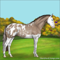 Horse Color:Classic Champagne Splash Appaloosa Rabicano 