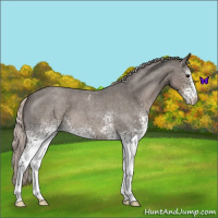 Horse Color:White Spotted Silver Blue Roan 