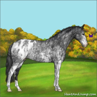 Horse Color:White Spotted Black Appaloosa 