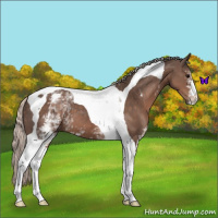 Horse Color:White Spotted Silver Black Tobiano 
