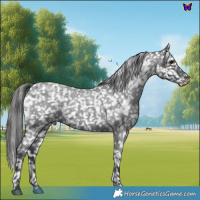 Horse Color:Blue Roan Snowflake Varnish 
