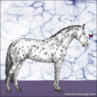 Horse Color:Blue Roan Near Leopard 