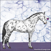 Horse Color:Blue Roan Appaloosa 