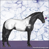 Horse Color:Blue Roan Appaloosa 