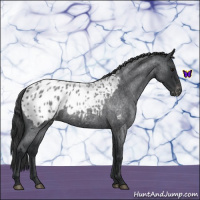 Horse Color:Blue Roan Appaloosa 