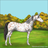 Horse Color:Bay Appaloosa 