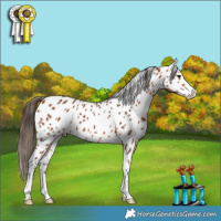 Horse Color:Bay Appaloosa 