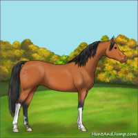 Horse Color:Bay 