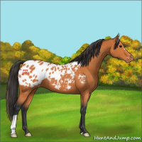 Horse Color:Bay Appaloosa
