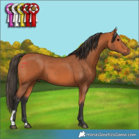 Horse Color:Bay 