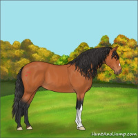 Horse Color:Bay 