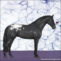 Horse Color:Blue Roan Snowcap 