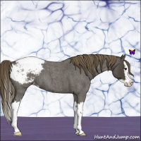 Horse Color:Smoky Blue Roan Splash Appaloosa 