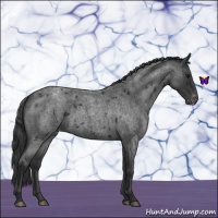 Horse Color:Blue Roan Appaloosa 