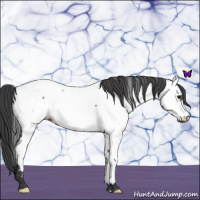 Horse Color:Blue Roan Appaloosa 