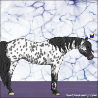 Horse Color:Blue Roan Near Leopard 